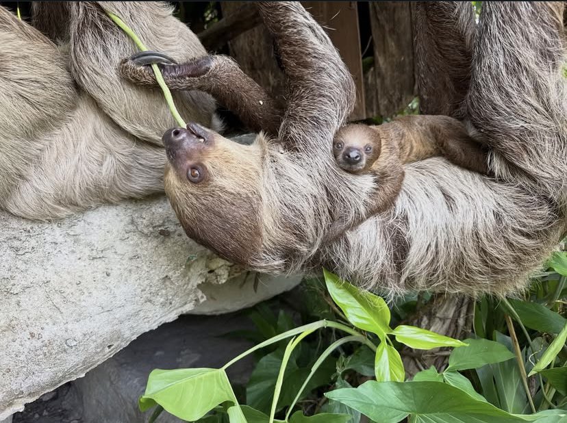 BMoneyCrypto1's tweet photo. Happy Sunday ☀️🫶🏼🦥⚡️ Little $Flash
#litteflash #moodeng #khaokheowopenzoo #flash2026 https://t.co/bwHWMLvIR3