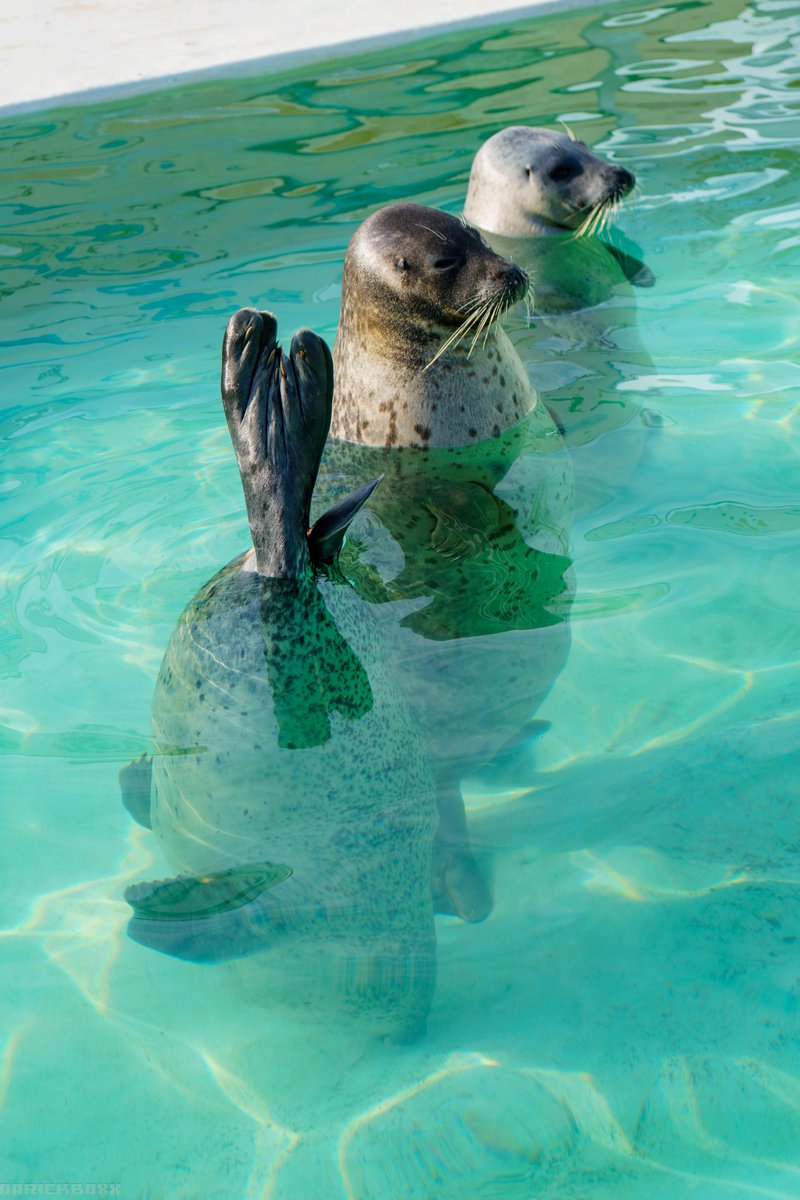2026/04 撮影

↓↑↑

#アザラシ #おたる水族館