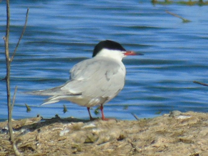 OareMarshes's tweet image. Lovely few hrs #MyPatch today. Cuckoo and Bittern vocal. Egyption Goose, Common Tern on scrape (thanks Jonathan), Pochard, plenty of singing Sedgies, Spoonbill  feeding. Yet to see Wheateer......maybe tomorrow.