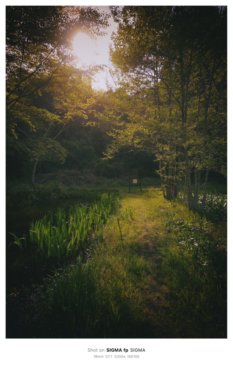 Hiro Morioka | カメラで描きたい人 tweet media