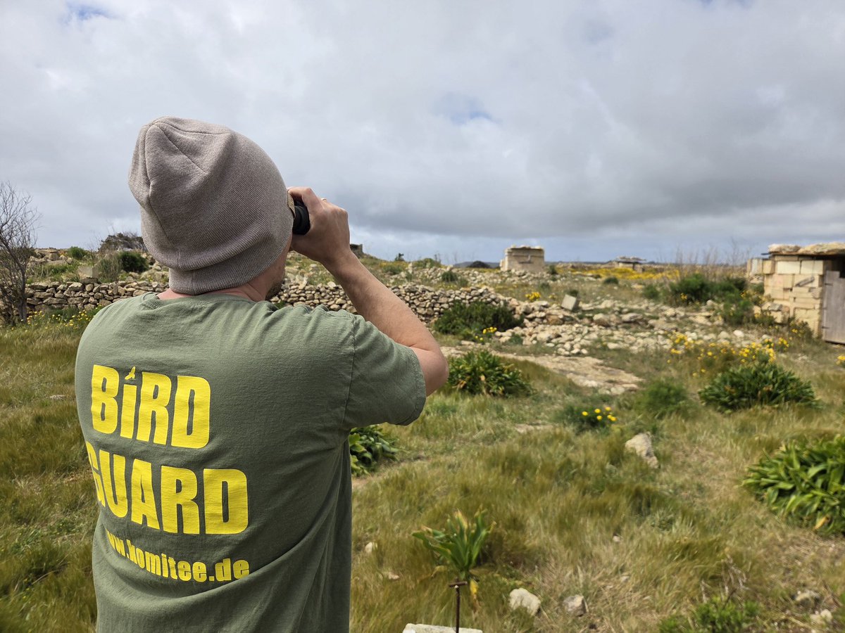 ILLEGAL POACHING IN MALTA 

Despite the law, poachers are using the "quail season" as a cover to target the endangered Turtle-dove.

📍 CABS reports 2/3 of shots fired are aimed at protected doves, not quails.

📍 Arrests made in Marsakala, Girgenti, and Mosta.