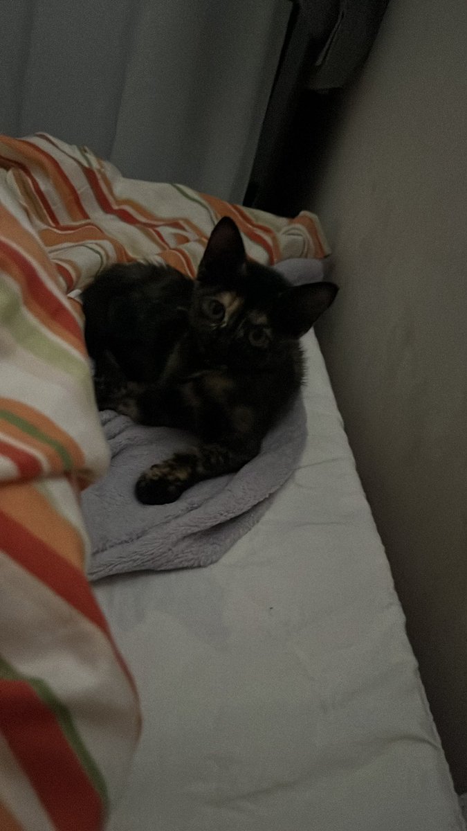 Mike🇵🇸 tweet media