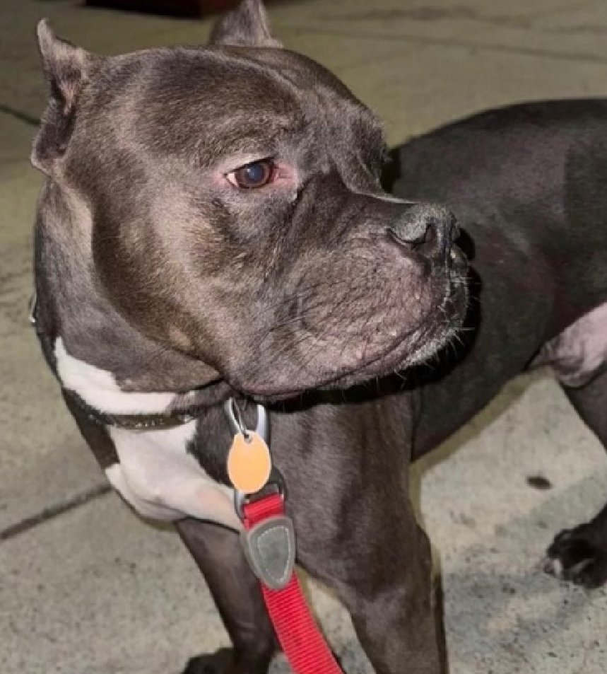NMBewitched's tweet image. Mack💔🎯
New Dog on the Block 
nycacc.app/#/browse/250931 
Rescue Only 
#FosterMe 
#Pledge4Rescue  

Poor Mack😭
He loved his life. He was spoiled &amp;amp; adored. 
POS says developed allergies, fishy to me after 9yrs 
Doesn't matter 

The important thing is Mack is scared in a cage.