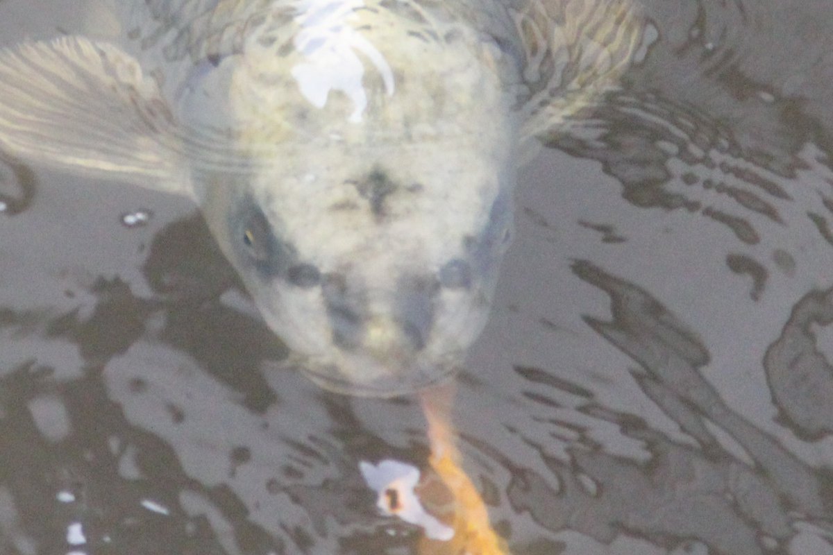 ガモツ博士 tweet media