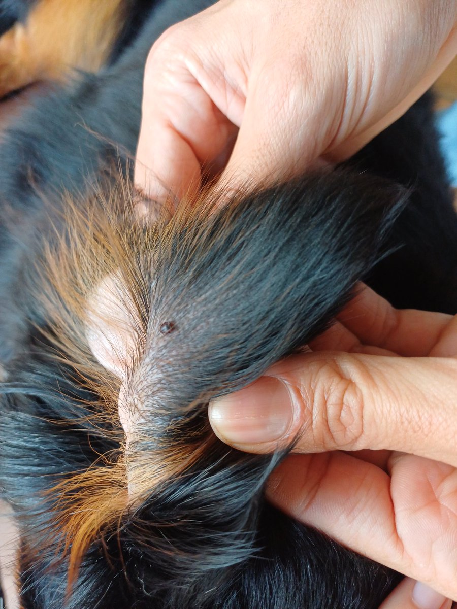 lilyloo22's tweet photo. Cuidado a los dueños de perritos que ya es época de garrapatas 🤢 https://t.co/2yYenmmk7J