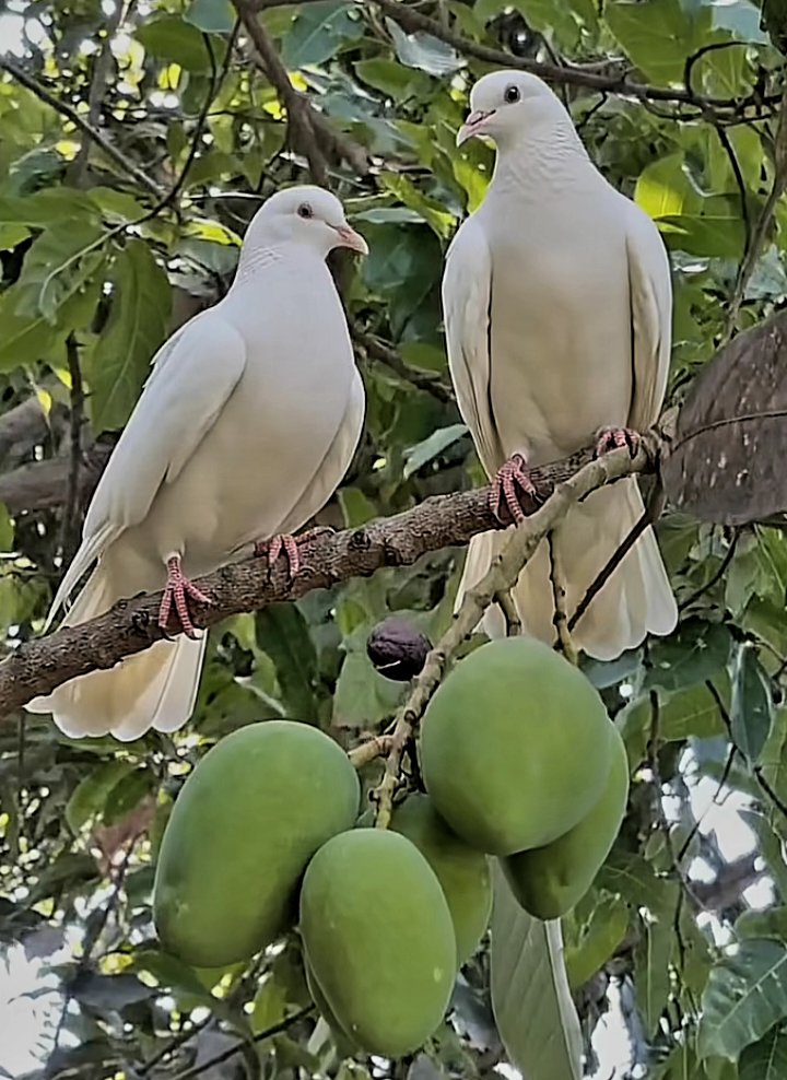 NancyDi301258's tweet image. Sigamos Orando con el Espíritu Santo papa por la Paz y la Esperanza Domingo 19 #sstvi #bbvipks4 #bbtvi #zeudiners