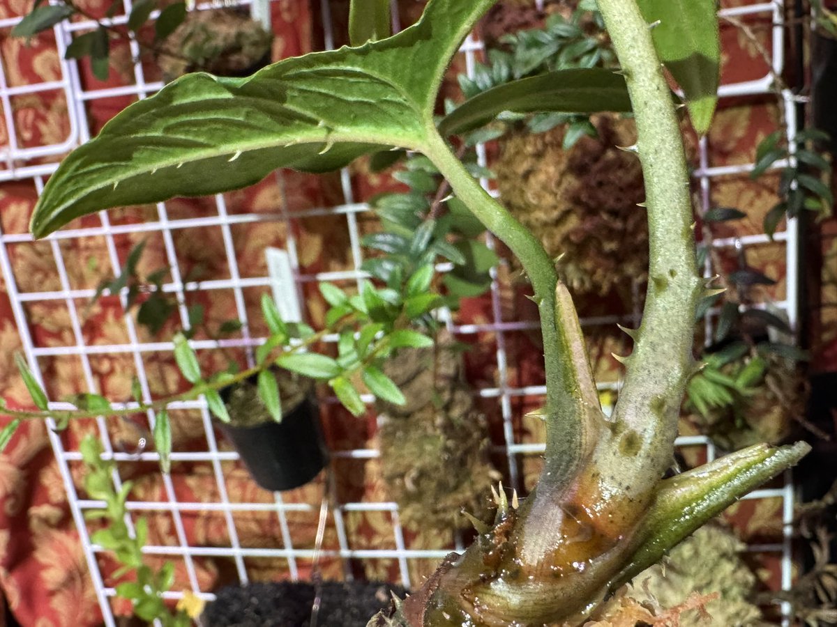 モレ吾郎@M.R.G.R since2020 tweet media