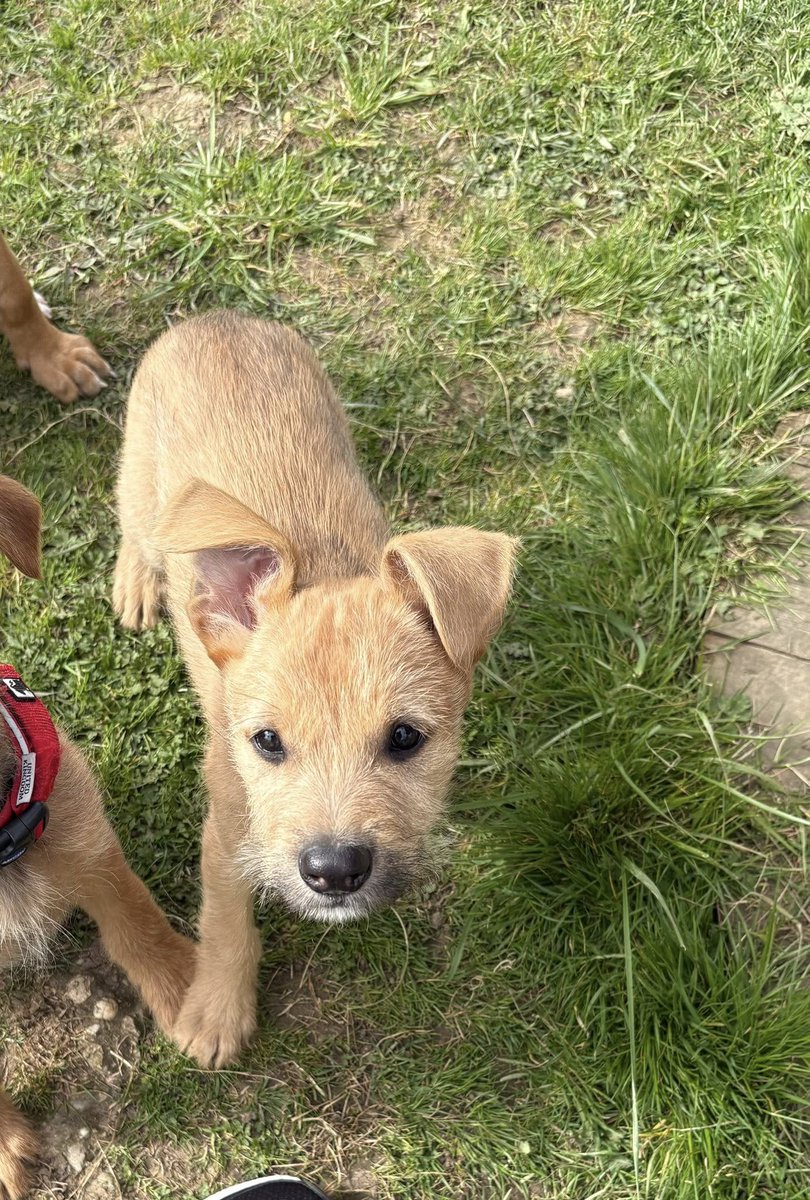 rescuedoggypaws's tweet image. The Puppies are currently around 11 weeks old, so still have plenty of growing (and learning!) to do.
These pups have been raised around children and are very friendly, happy, and used to being handled
imminghamdogshome.org/form/
#Grimsby #hull #Yorkshire #Doncaster #Barnsley  #Filey