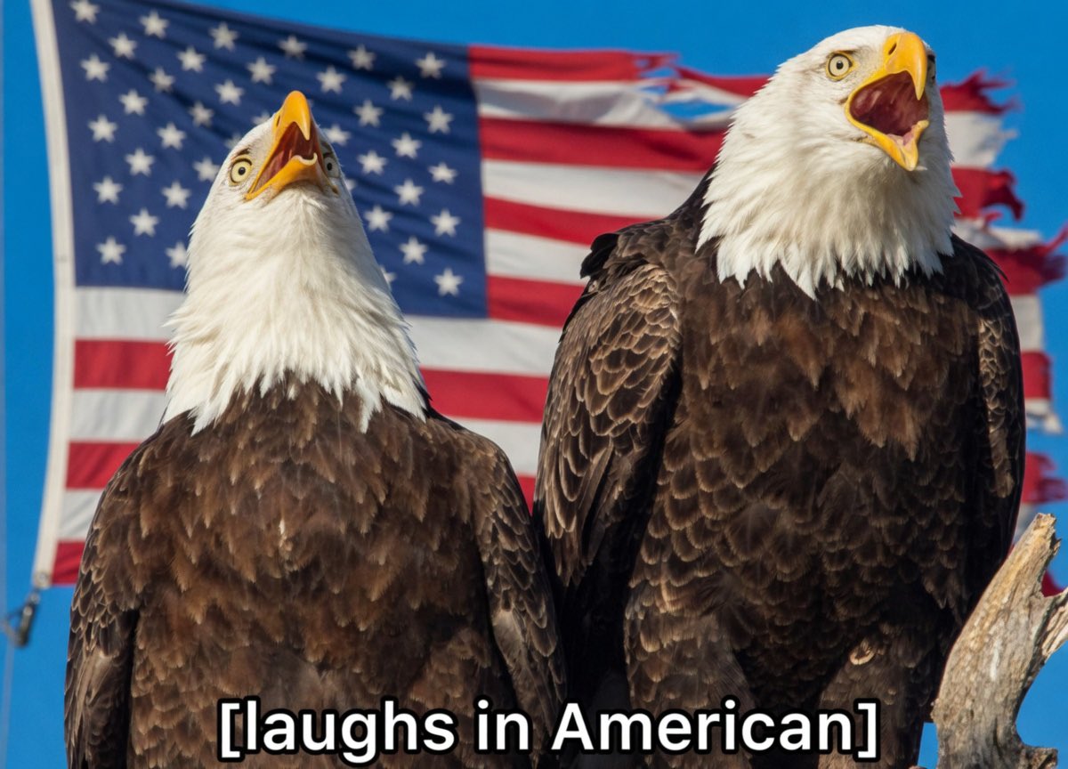 War Thomas78 tweet media