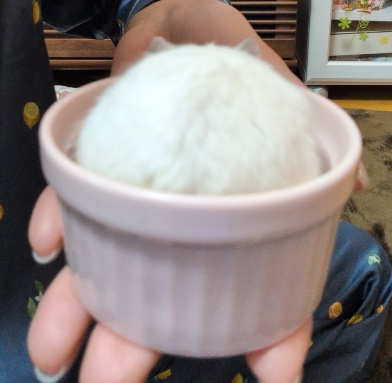 #見た人も無言で極上ケッツをあげる
………(こっちがケッツのはずなんよ)