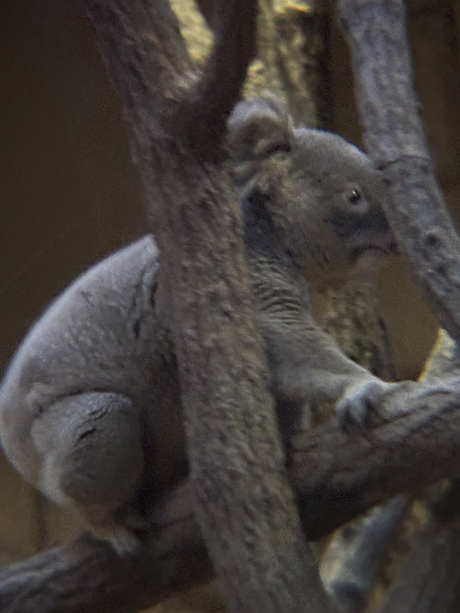 Monaka_and_anko's tweet image. スカイくんお誕生日おめでとう🎉
東山に来てくれて良かった☺️
東山に来て一年半になるけどユーカリや飼育員さんなど色々気に入ったかな？
これからも色々期待しとるで💓
#東山動植物園 #コアラ #Koala #無尾熊
#スカイ #Sky #Happybirthday