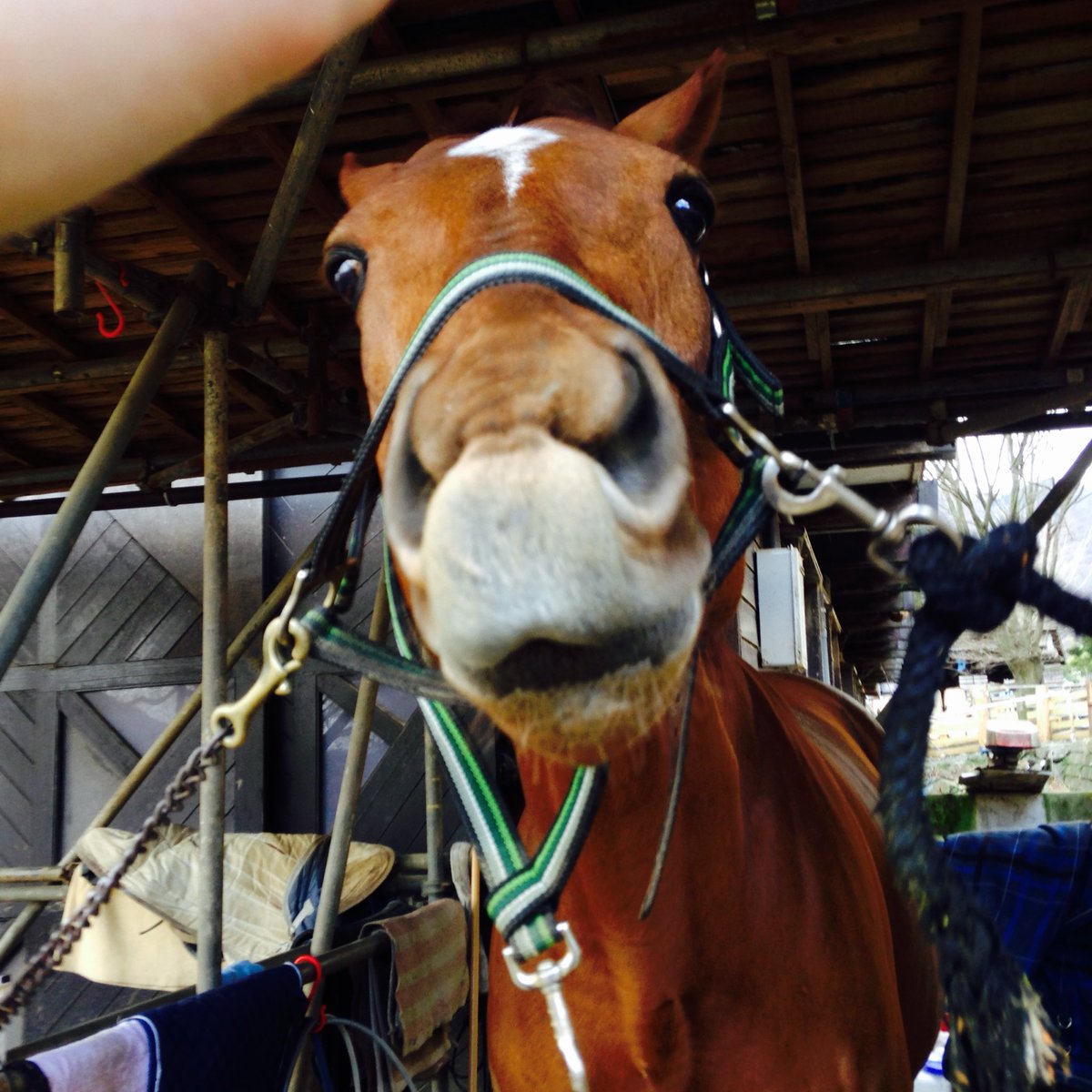 前行ってた乗馬の先生が、スマイル☺️っていうとフレーメン見せてくれるよう調教してた
暇だったんで・・とかいって
ベルウッドローツェ🥲🥲おちゃめで温和で好きだったな