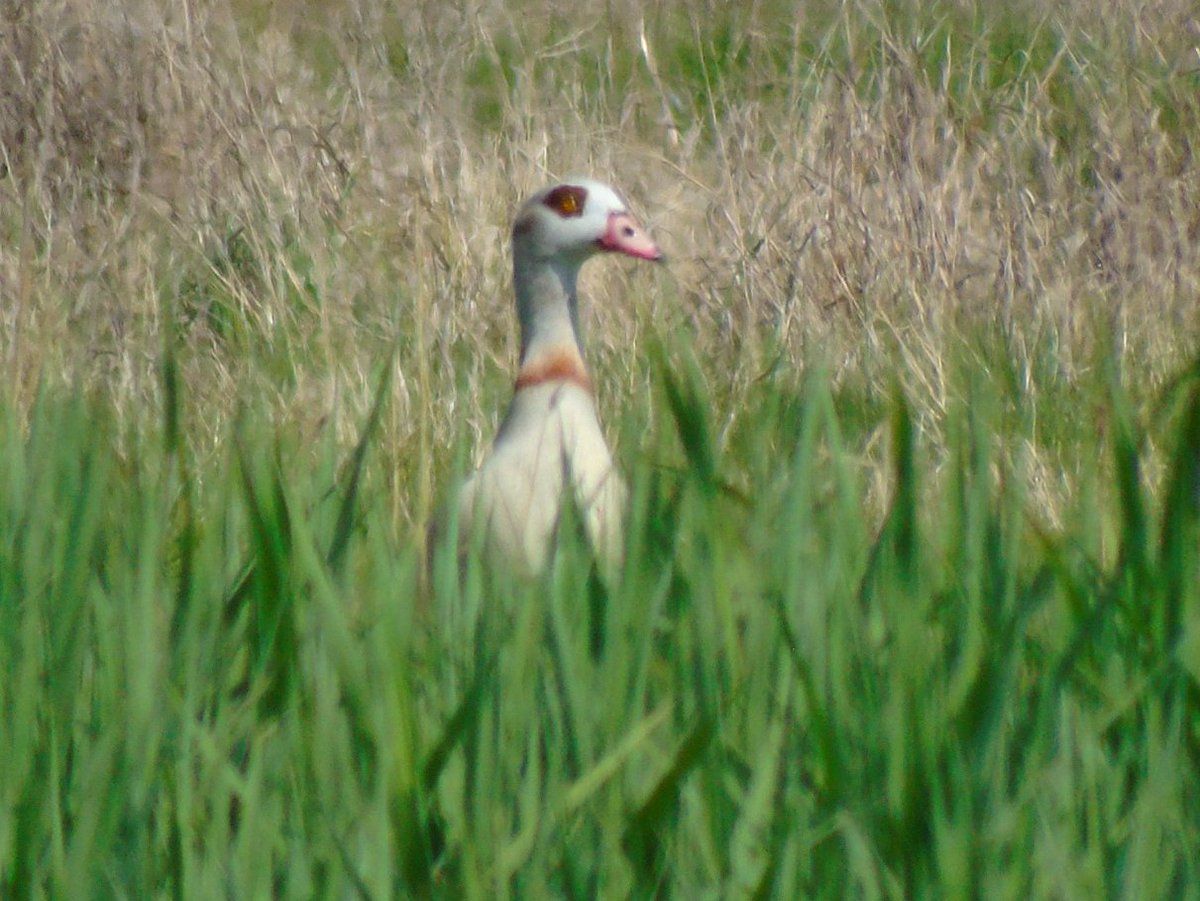 OareMarshes's tweet image. Lovely few hrs #MyPatch today. Cuckoo and Bittern vocal. Egyption Goose, Common Tern on scrape (thanks Jonathan), Pochard, plenty of singing Sedgies, Spoonbill  feeding. Yet to see Wheateer......maybe tomorrow.