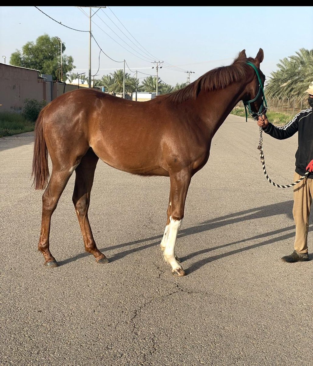 مزاد(أبوعبيد) للخيول tweet media