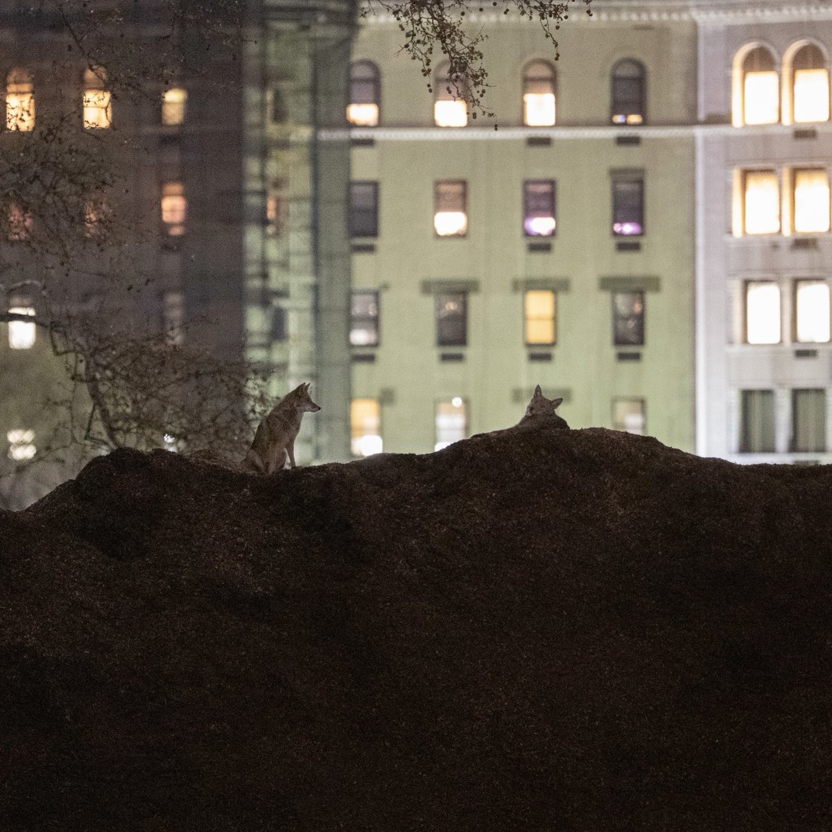 Jacqueline Emery tweet media