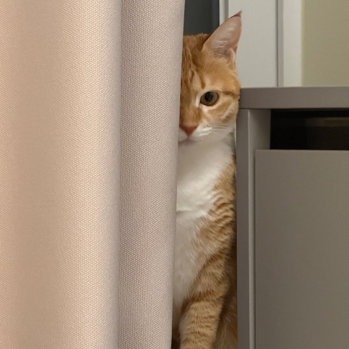 우서기                                   홍시