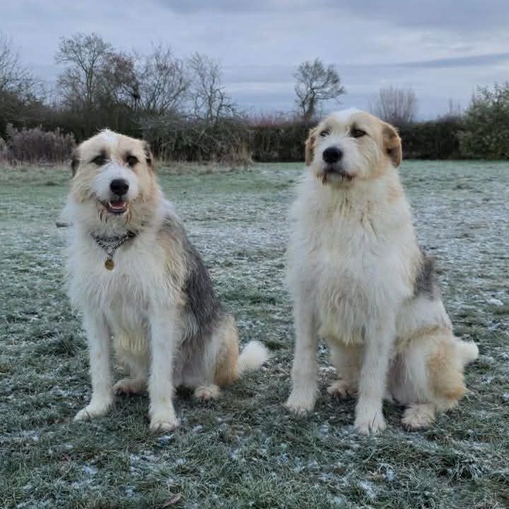 Meet Harley and Hershey, two of the gentlest souls you’ll ever encounter.
These brothers spent 4 long years in kennels. 
Could you give these sweet boys the home they are patiently waiting for
1dogatatimerescue.org/registration/
#Worcestershire #Staffordshire #Leicestershire #Malvern #Oadby