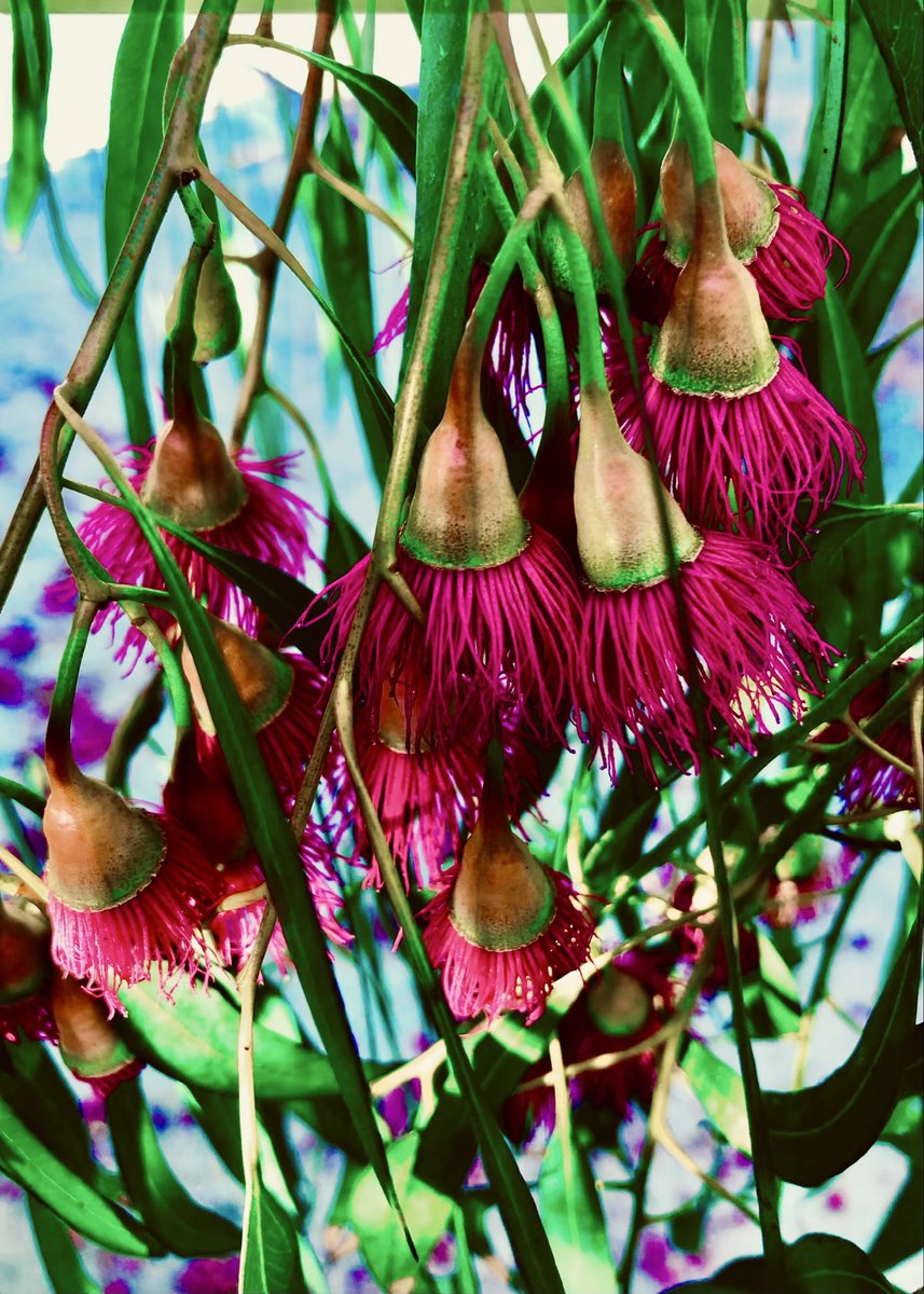 PetalWitness's tweet image. .
Not petals— but a thousand quiet filaments learning how to fall

the tree lets beauty loosen thread by thread

#eucalyptus #gumblossom

Original writing and image — PetalWitness

Flowering eucalyptus