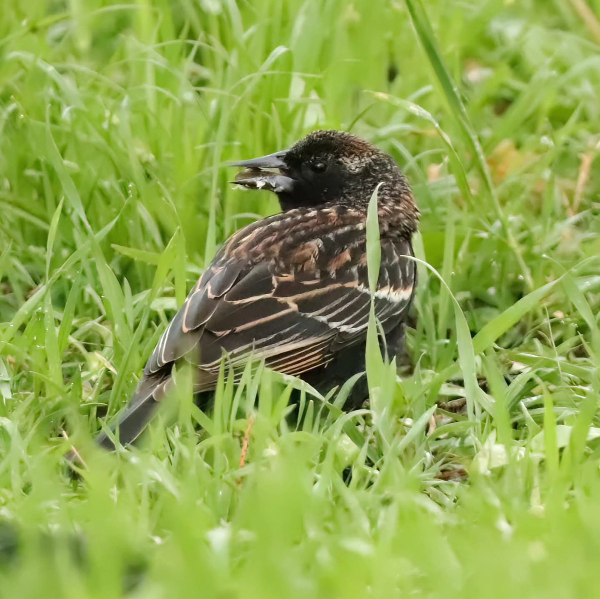 birdhouse_love's tweet image. Our first youngster of the season... a juvenile red-winged blackbird!
#juvenilebird #juvenilebirds #springhassprung #ohiobirds #redwingedblackbirds #birding #redwingedblackbird