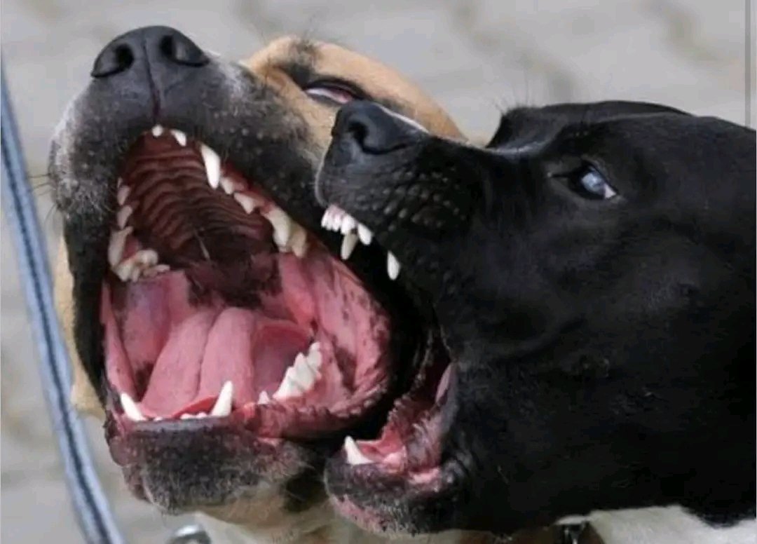 Samy MULEMANGABO tweet media