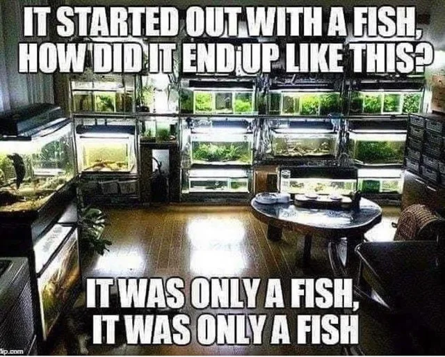 It was only a fish!