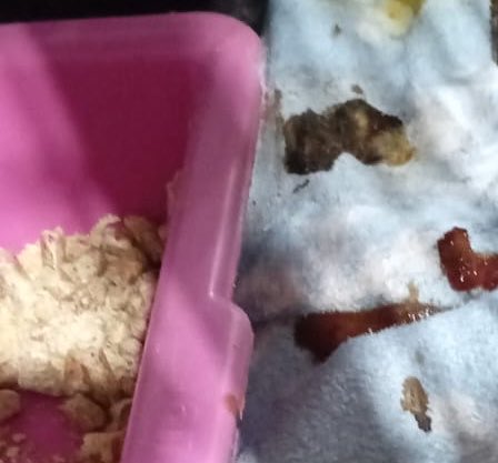 🚨 NOS AJUDE A SALVAR O RAFINHA

Gente, o Rafinha é um gatão lindo e muito bonzinho. Ele chegou aqui com esporo e com o tratamento certinho logo foi curado. 

Só que, agora, ele está fazendo cocô com sangue, além de não ter comido de ontem pra hoje. 

Levamos o Rafinha ao