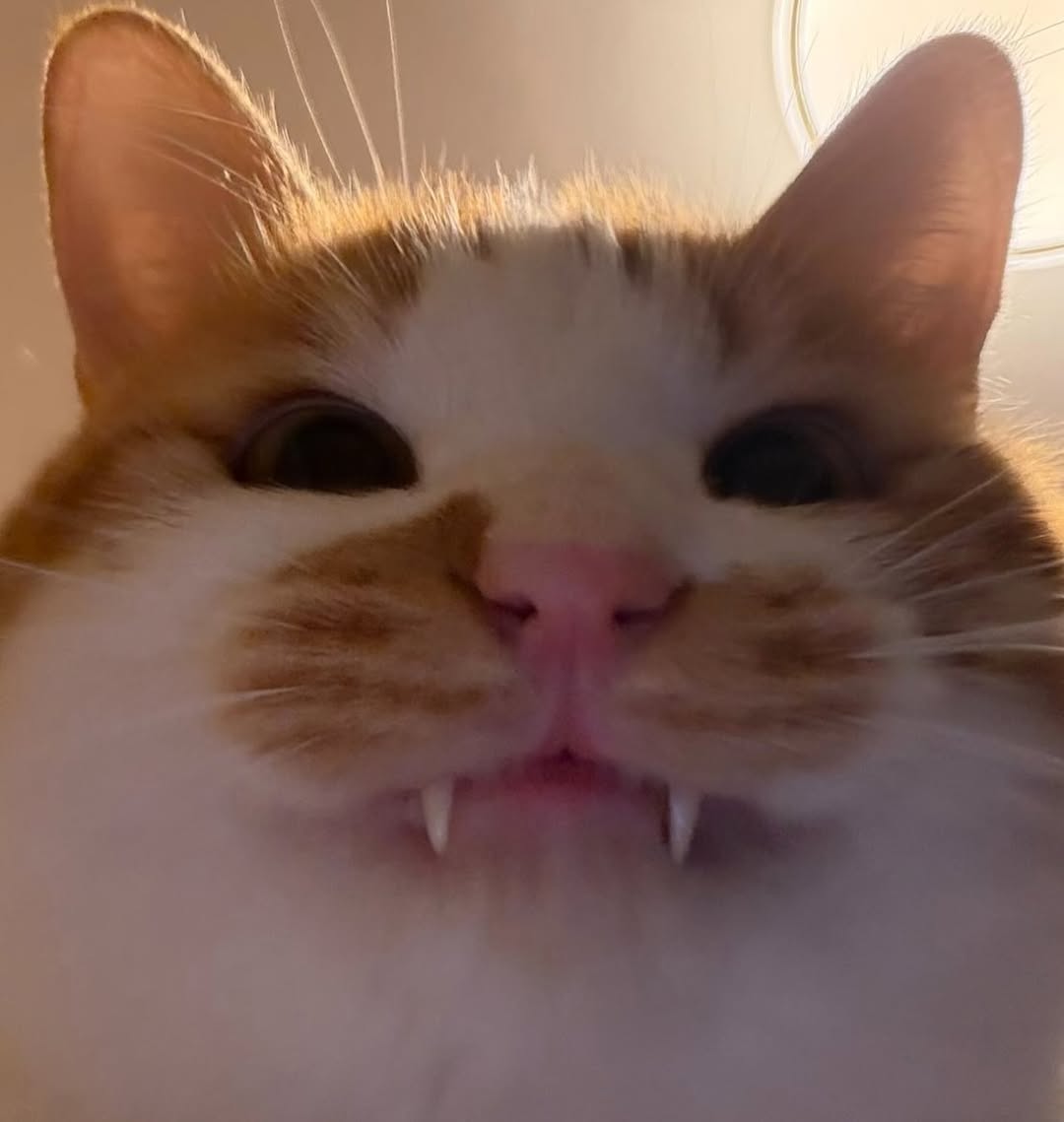 No Context Cats tweet media