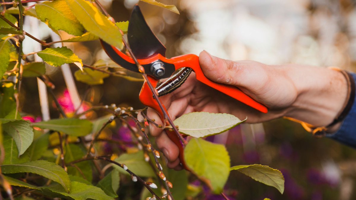 expert54474's tweet image. Branch trimming methods for safe and healthy tree care focusing on proper pruning techniques that improve growth shape and long term plant health for your landscape

expertpruning.com

#TreeCare #BranchTrimming #Pruning #Gardening #Landscaping #Expertpruning