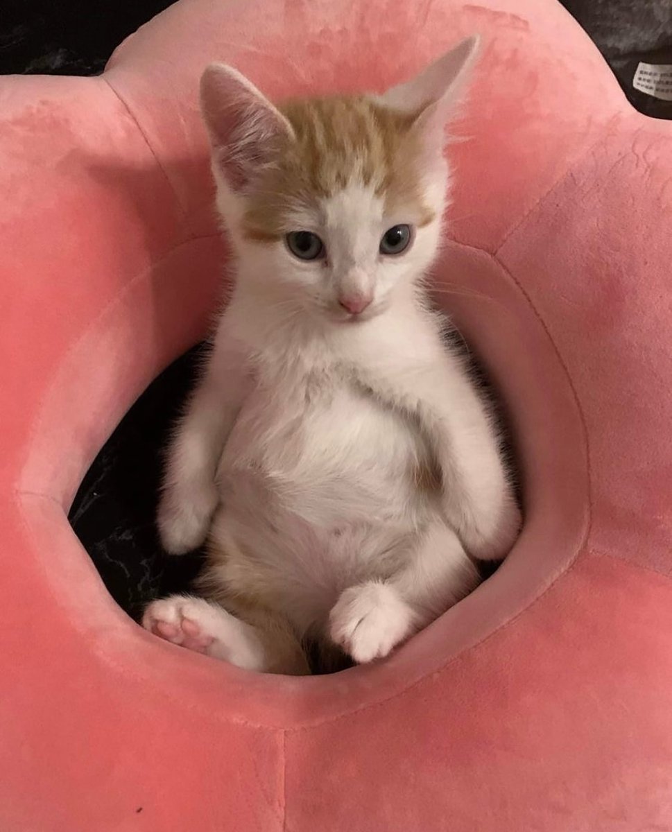 Punch Cat tweet media