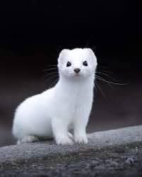 muelto||cyborg86🌻🌱||44 dias para el 4 de junio|| tweet media