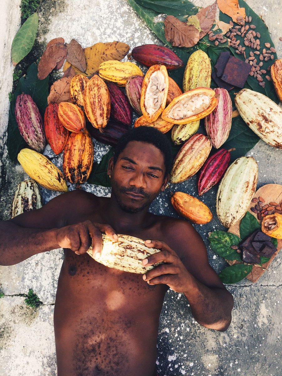 Cultivo de Cacao Criollo en Ocumare de la Costa, Estado Aragua Venezuela 🇻🇪