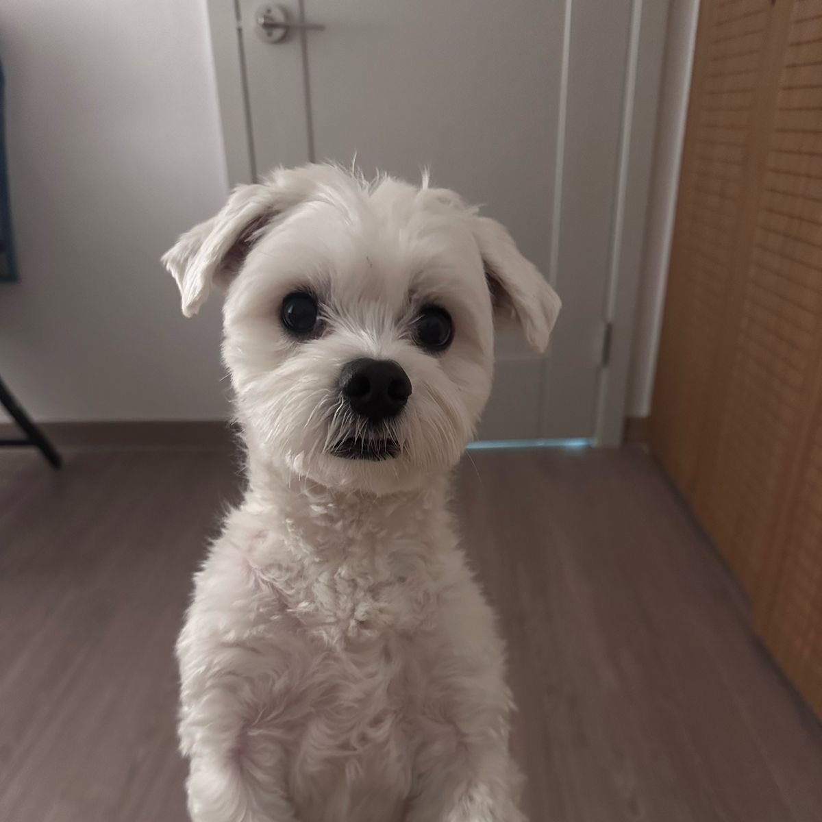 ﹒♡ deαr 우원, liα tweet media