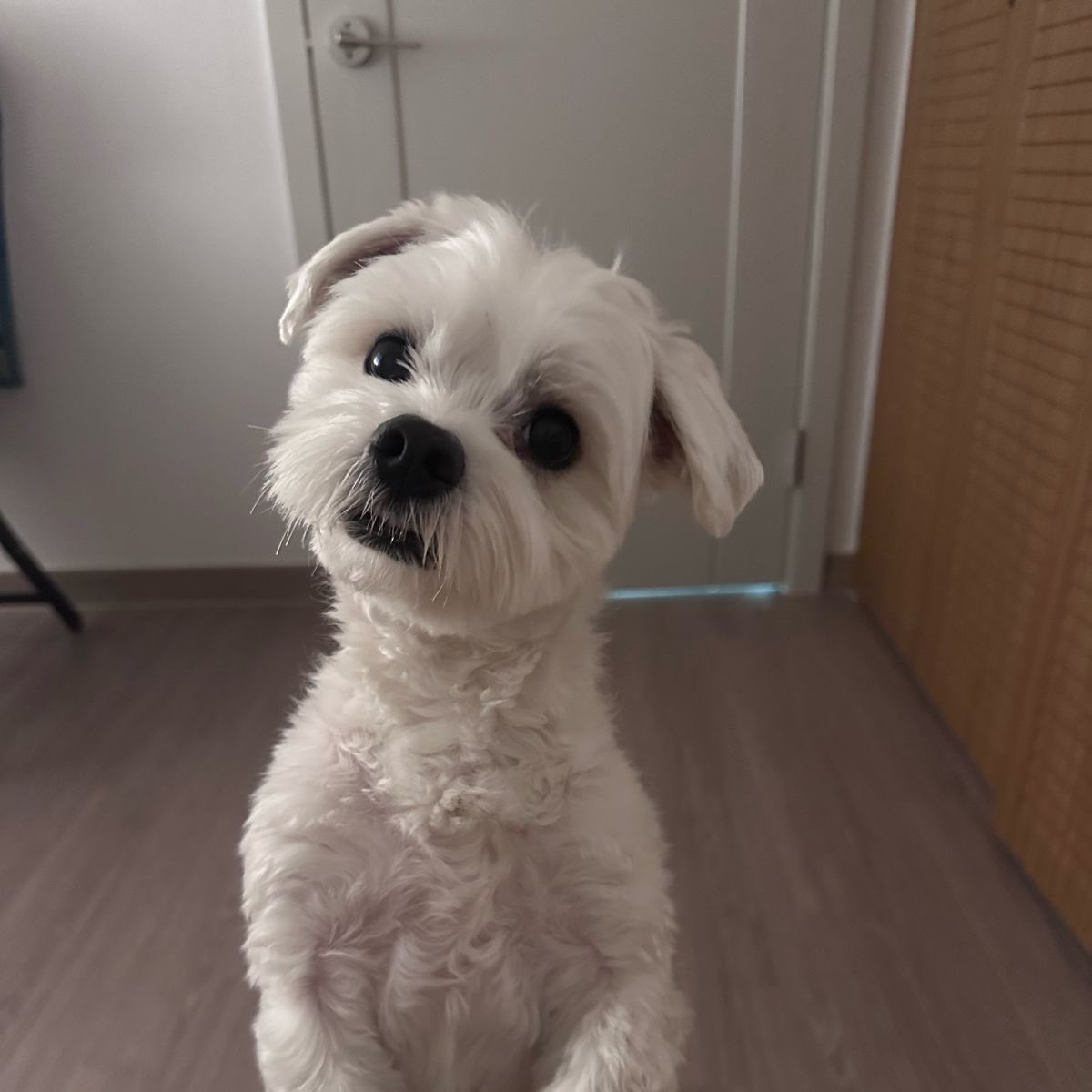 ﹒♡ deαr 우원, liα tweet media