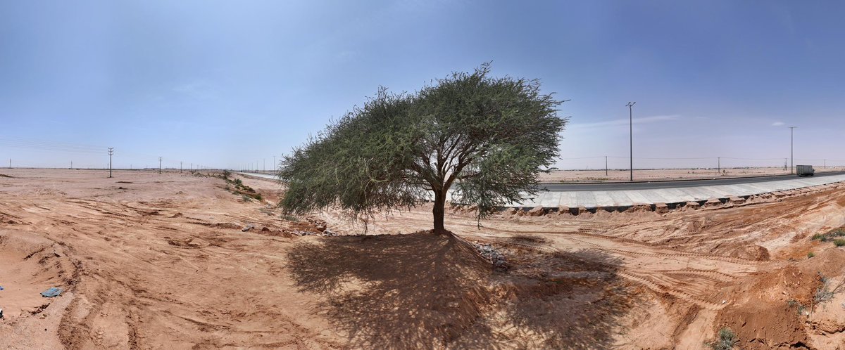 المتحدث الرسمي للمركز الوطني لتنمية الغطاء النباتي tweet media
