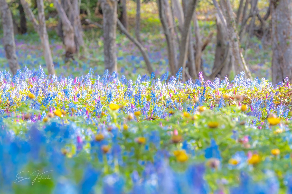 Emi Kikuchi tweet media