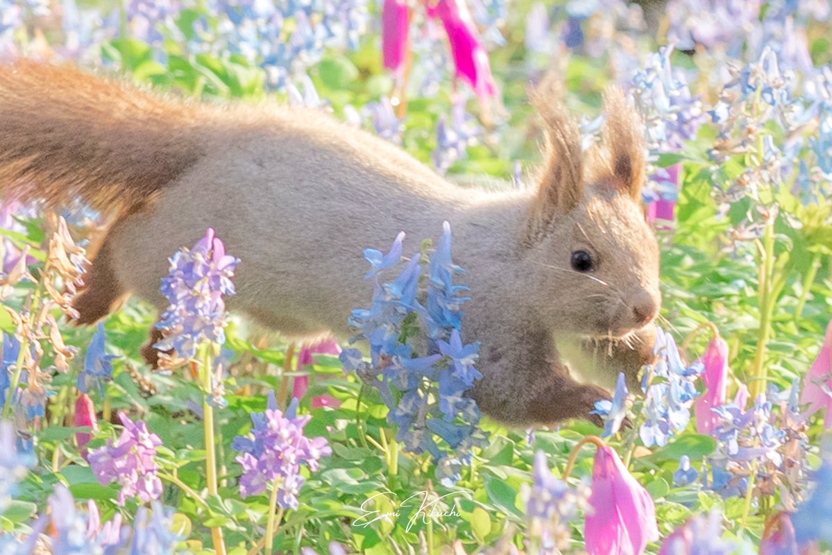 Emi Kikuchi tweet media