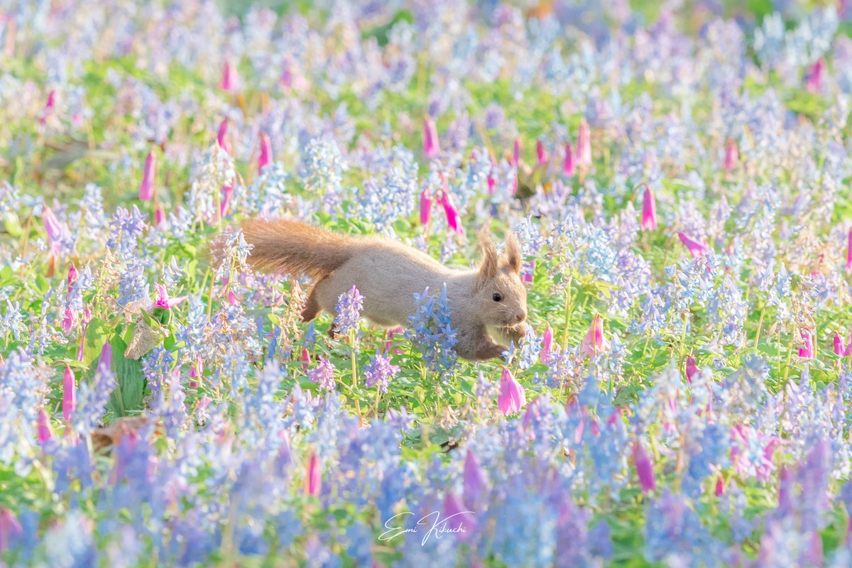 Emi Kikuchi tweet media