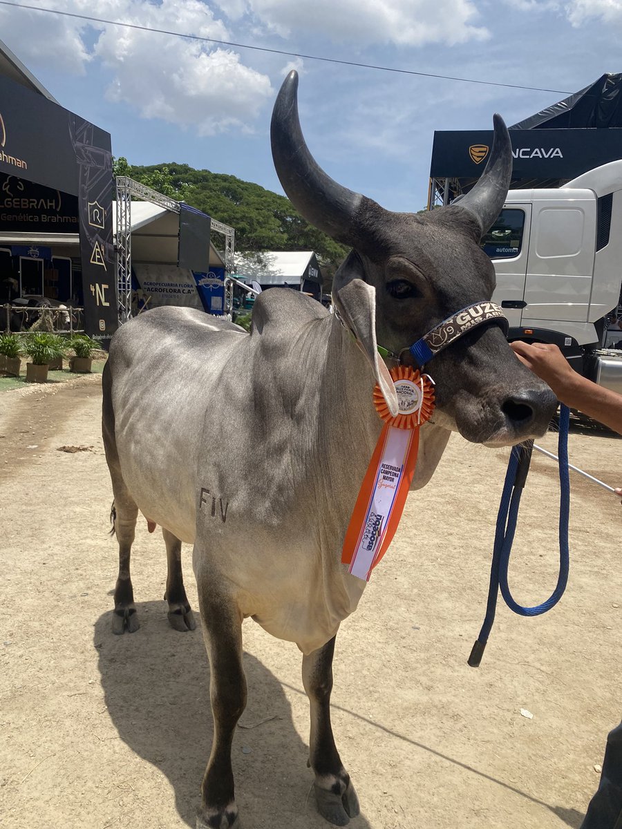 Zoraya Brandt tweet media