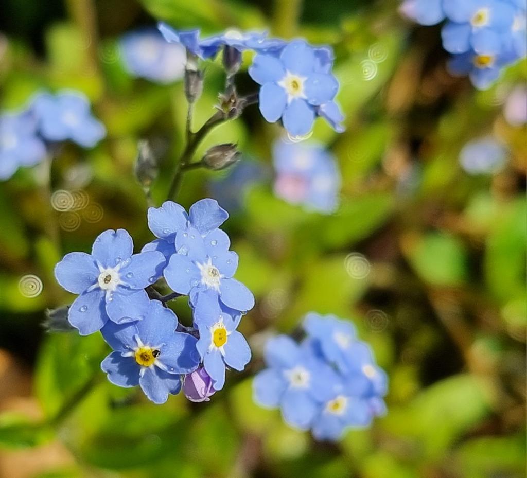 Gartenglück tweet media