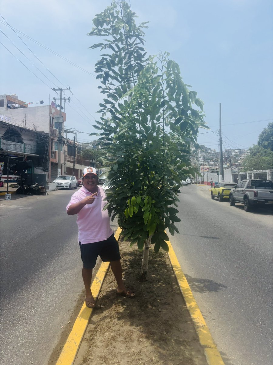 ramirosolorio's tweet photo. Planté estos árboles hace 10 años en la Calzada Pie de la Cuesta. Hoy me llenan de orgullo. 🌳
Querer a Acapulco no se dice, se demuestra.
Más verde, más vida, más amor por mi puerto. 💚
#SoyTuBrother y #SomosAcapulco https://t.co/NZaHpftrqQ
