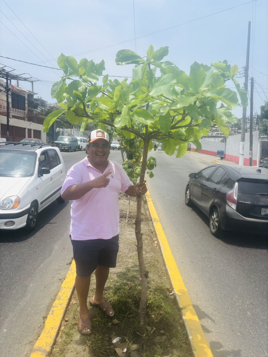 ramirosolorio's tweet photo. Planté estos árboles hace 10 años en la Calzada Pie de la Cuesta. Hoy me llenan de orgullo. 🌳
Querer a Acapulco no se dice, se demuestra.
Más verde, más vida, más amor por mi puerto. 💚
#SoyTuBrother y #SomosAcapulco https://t.co/NZaHpftrqQ