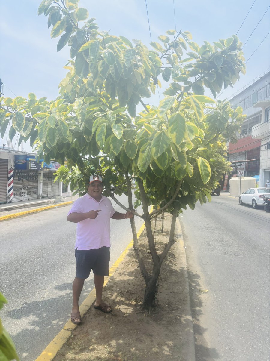 ramirosolorio's tweet photo. Planté estos árboles hace 10 años en la Calzada Pie de la Cuesta. Hoy me llenan de orgullo. 🌳
Querer a Acapulco no se dice, se demuestra.
Más verde, más vida, más amor por mi puerto. 💚
#SoyTuBrother y #SomosAcapulco https://t.co/NZaHpftrqQ