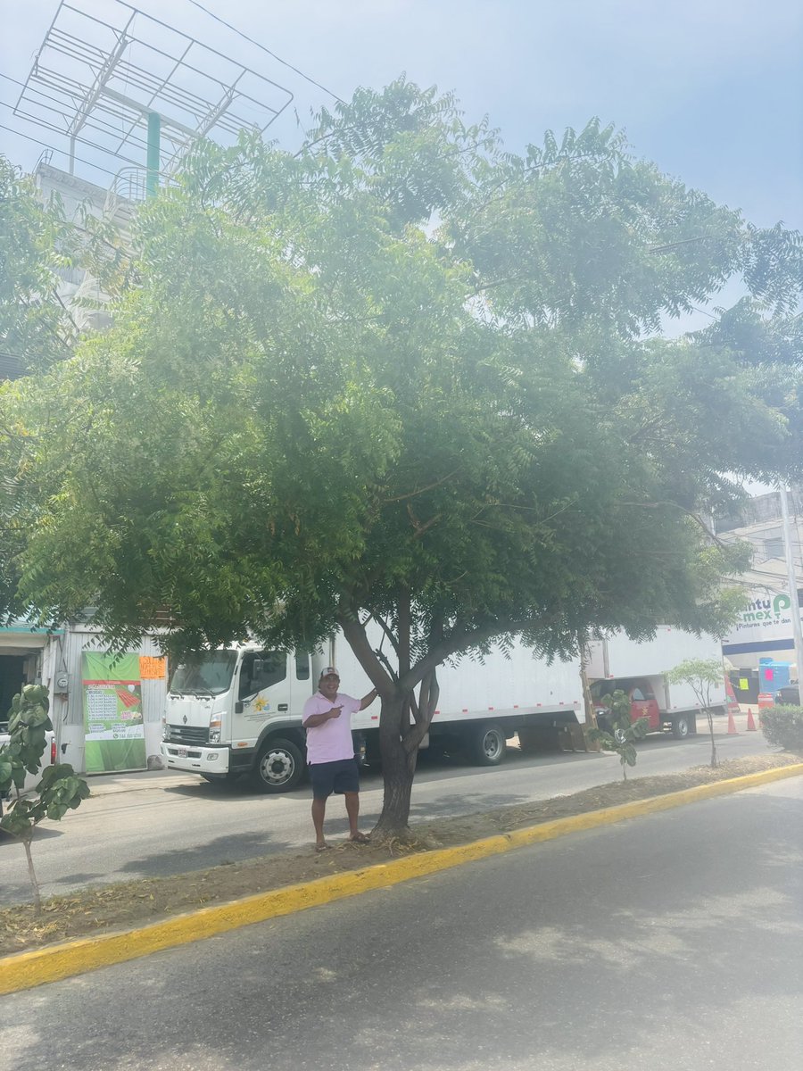 ramirosolorio's tweet photo. Planté estos árboles hace 10 años en la Calzada Pie de la Cuesta. Hoy me llenan de orgullo. 🌳
Querer a Acapulco no se dice, se demuestra.
Más verde, más vida, más amor por mi puerto. 💚
#SoyTuBrother y #SomosAcapulco https://t.co/NZaHpftrqQ