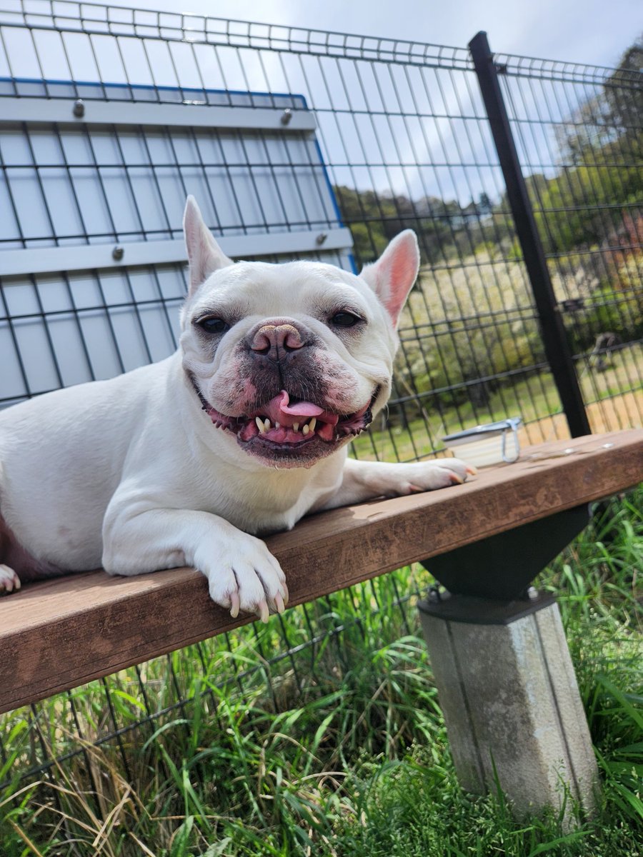 ペンギン tweet media