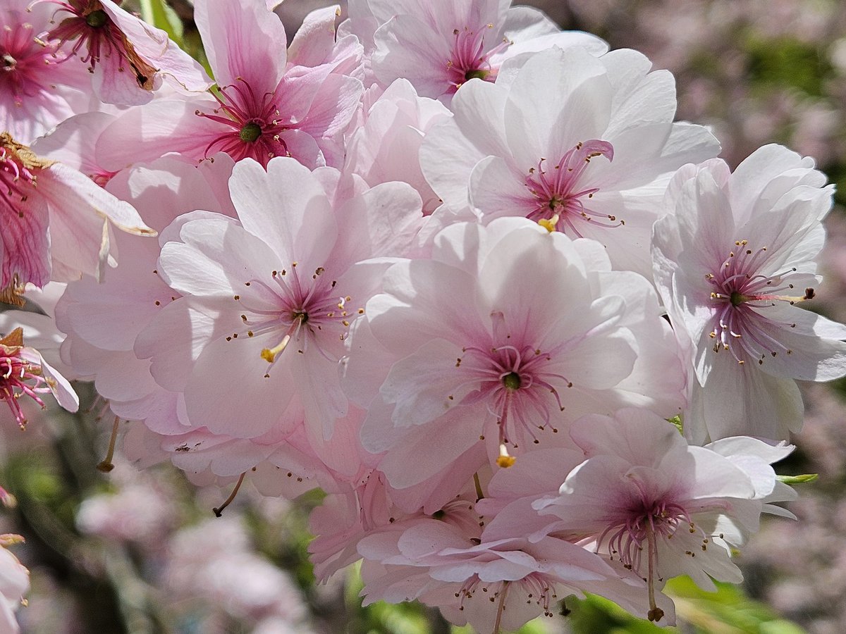 ✨🌸🍓🐣ひよこ姫🐣🍓🌸✨ tweet media