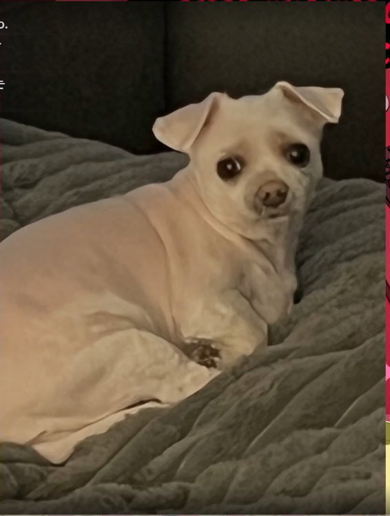 🐛dilly🐛 tweet media