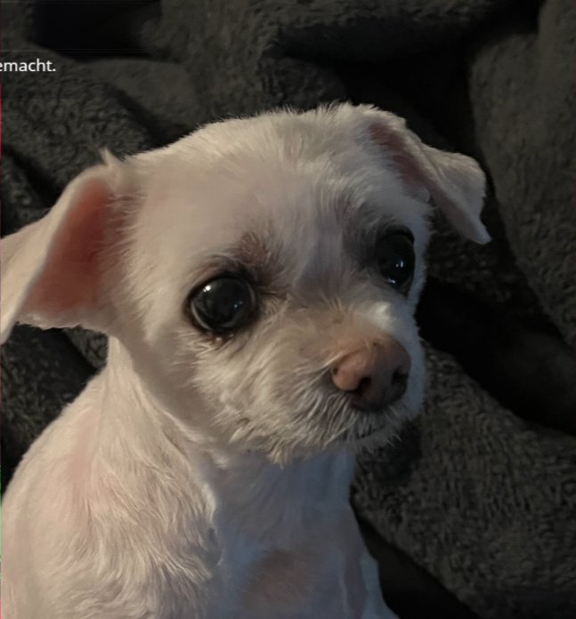 🐛dilly🐛 tweet media