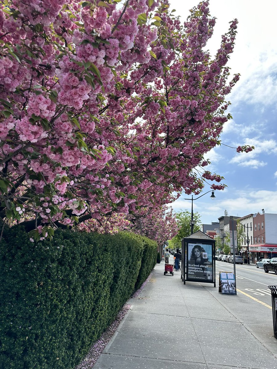 FlowerChild_80's tweet photo. Spring in my neighborhood https://t.co/WpWgjle6aQ