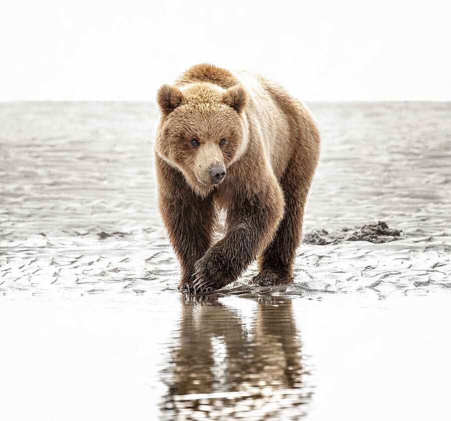 joancarroll's tweet image. Brown Bear on the Hunt 2 Alaska! buff.ly/45tS2Vy #bear #brownbear #alaska #beach #mudflats  #coastal #wildlife #wildlifephotography #animals #nature #nationalpark #lakeclark #Travel #travelphotography #giftideas @joancarr
