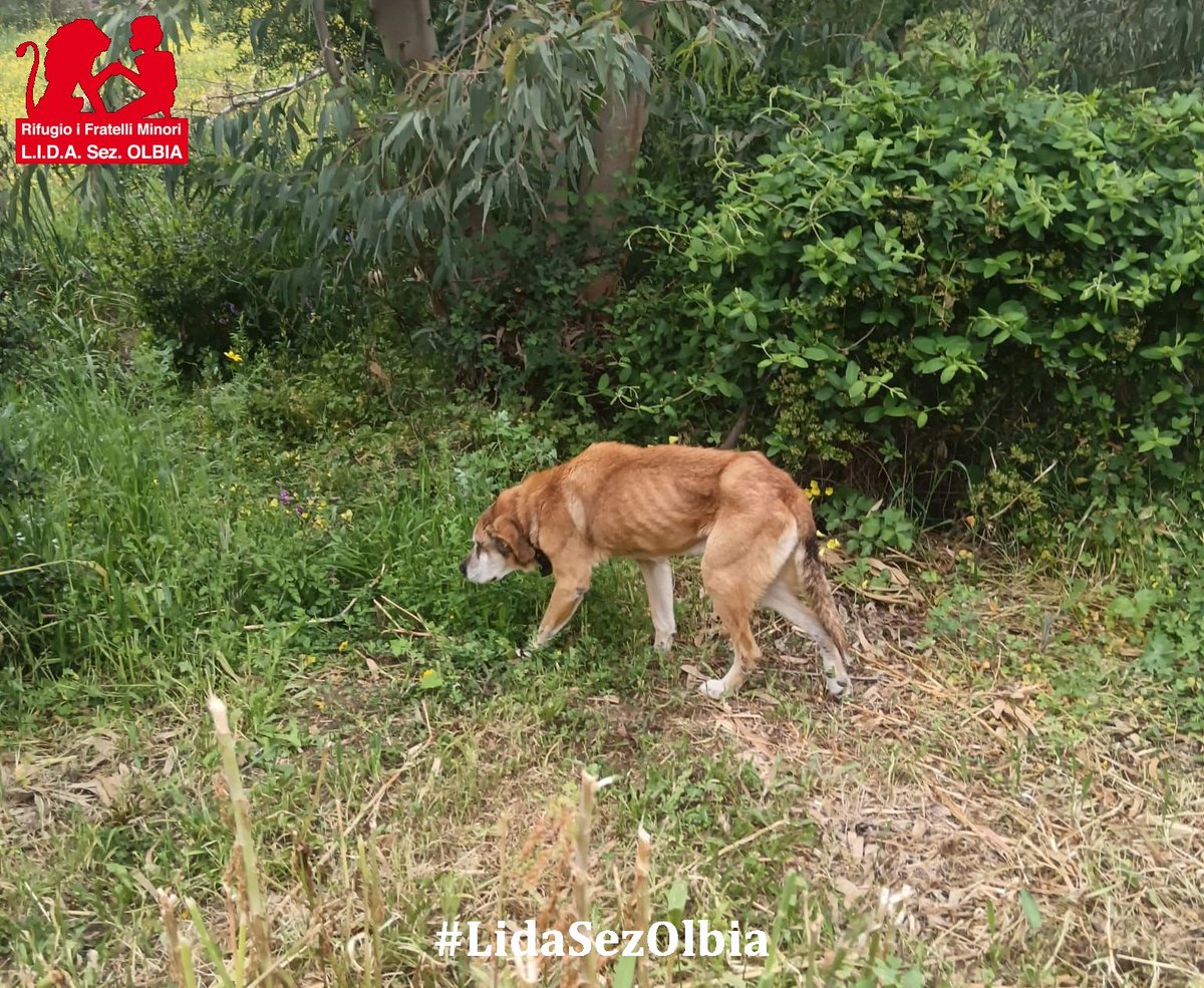 Lida sez. Olbia ODV tweet media